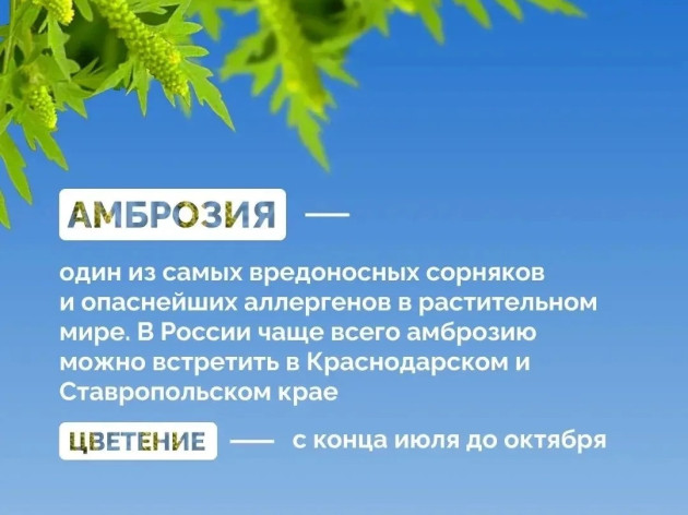 Борьба с амброзией